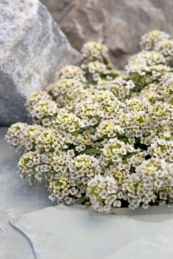 Sweet Alyssum ‘Aphrodite Apricot’ (Lobularia maritima) 25 seeds